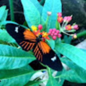 Meet your Posher, Mira